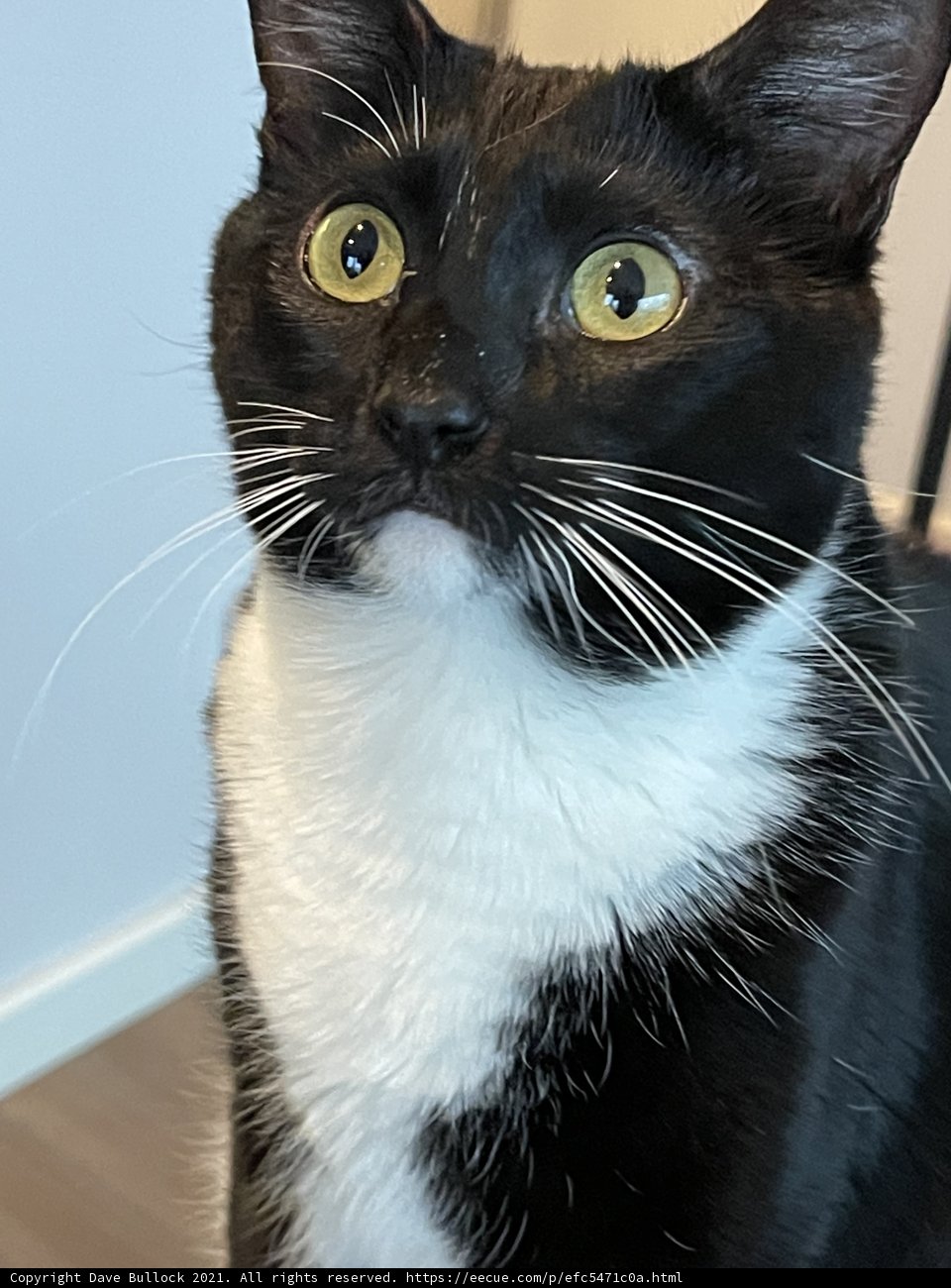 Sleek and Stunning: Black and White Manx Cat in San Francisco