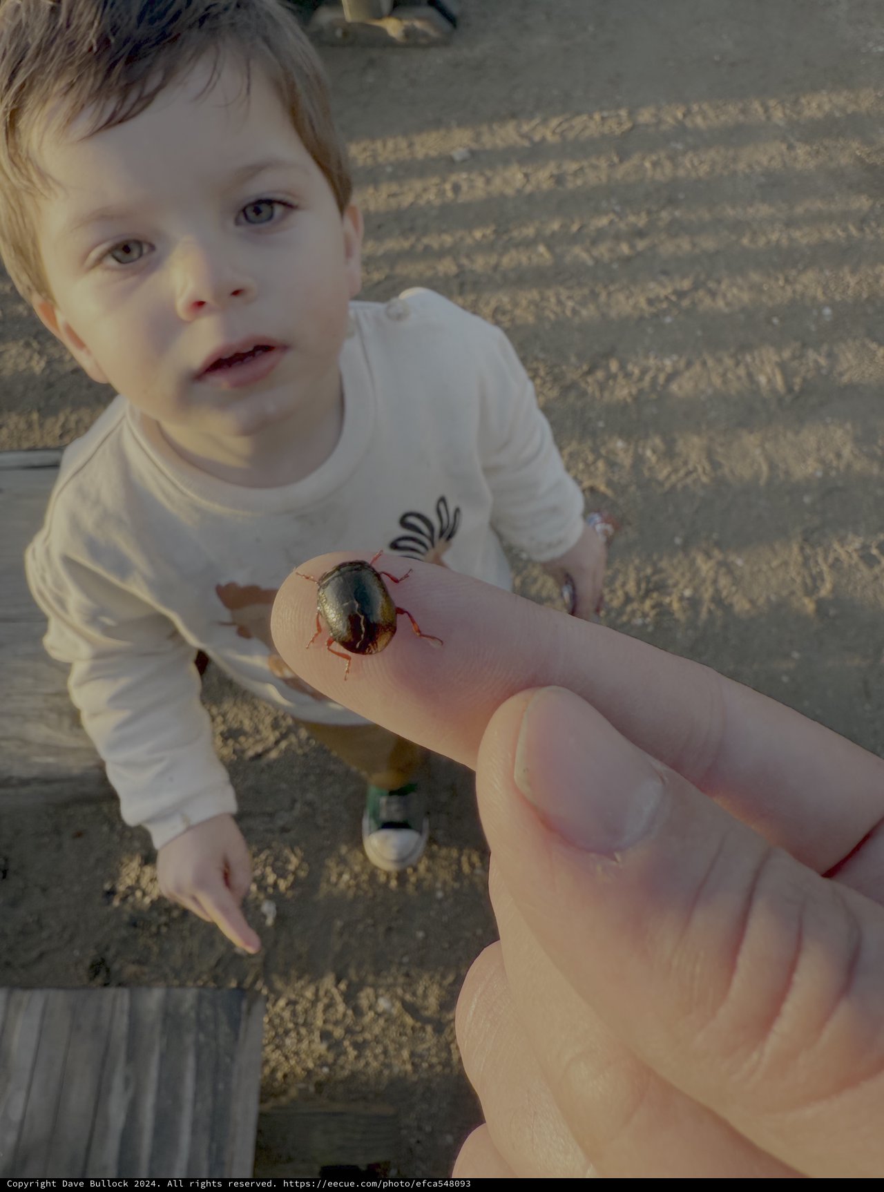Child Discovers Small Beetle on Beach Walk