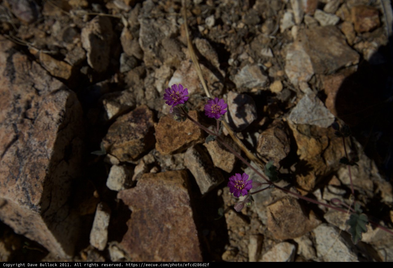 A Purple Blooming Oasis in the Rocks