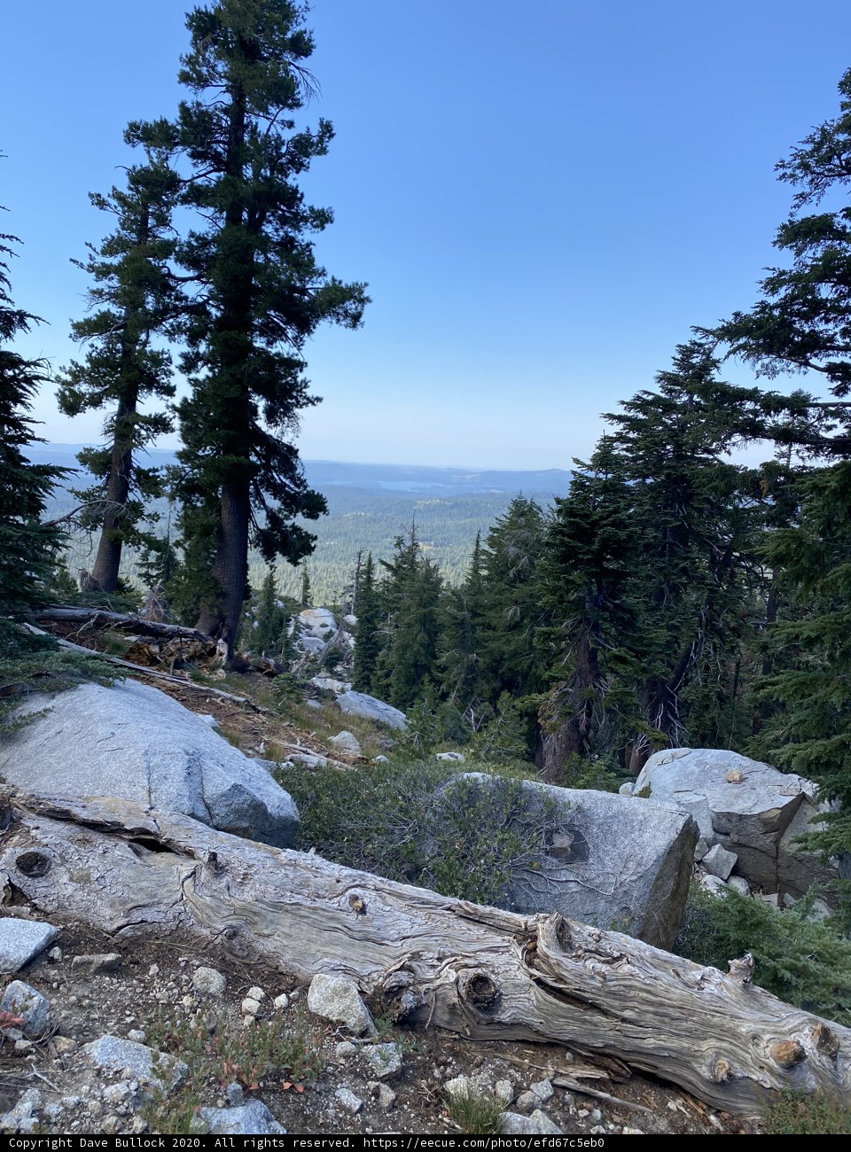 Majestic View of Conifer Trees in Desolation Wilderness