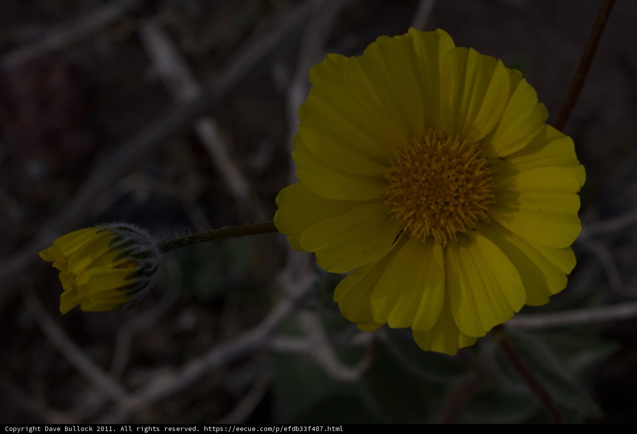 Golden Glow