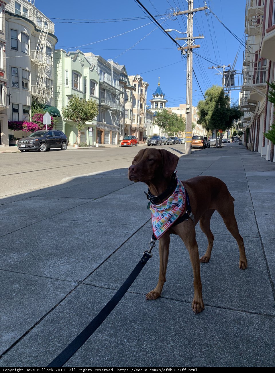 City Stroll with a Furry Friend
