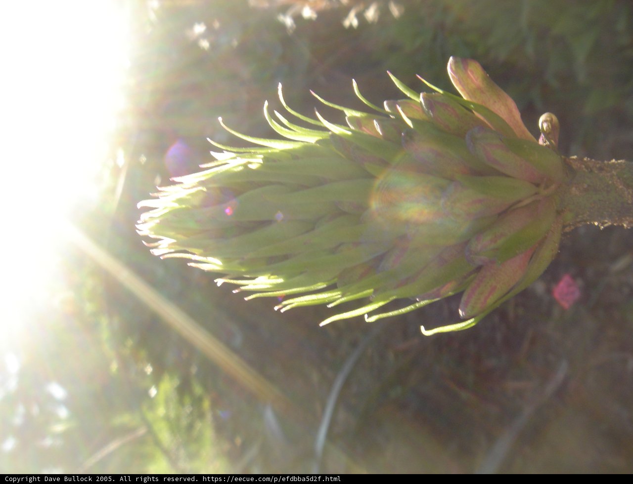 Artichoke Bud in Sunlight