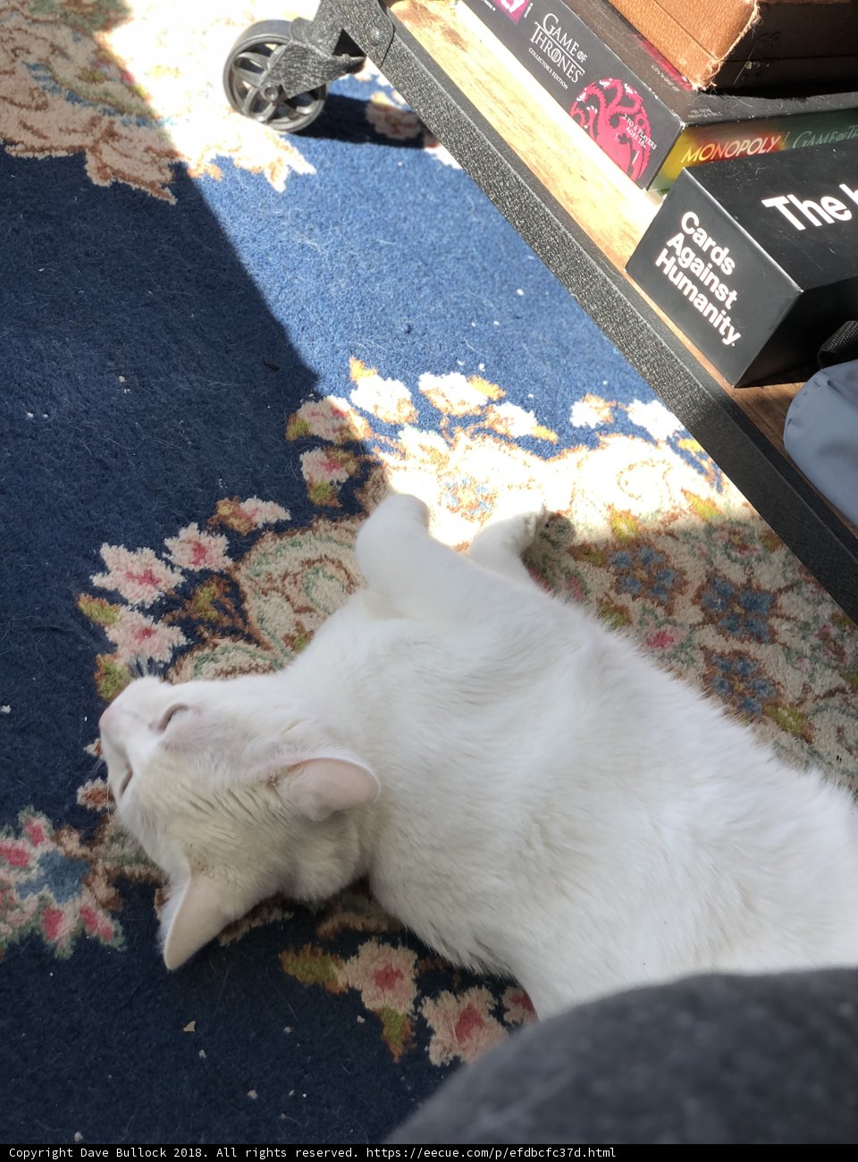 White Cat Taking a Cat Nap