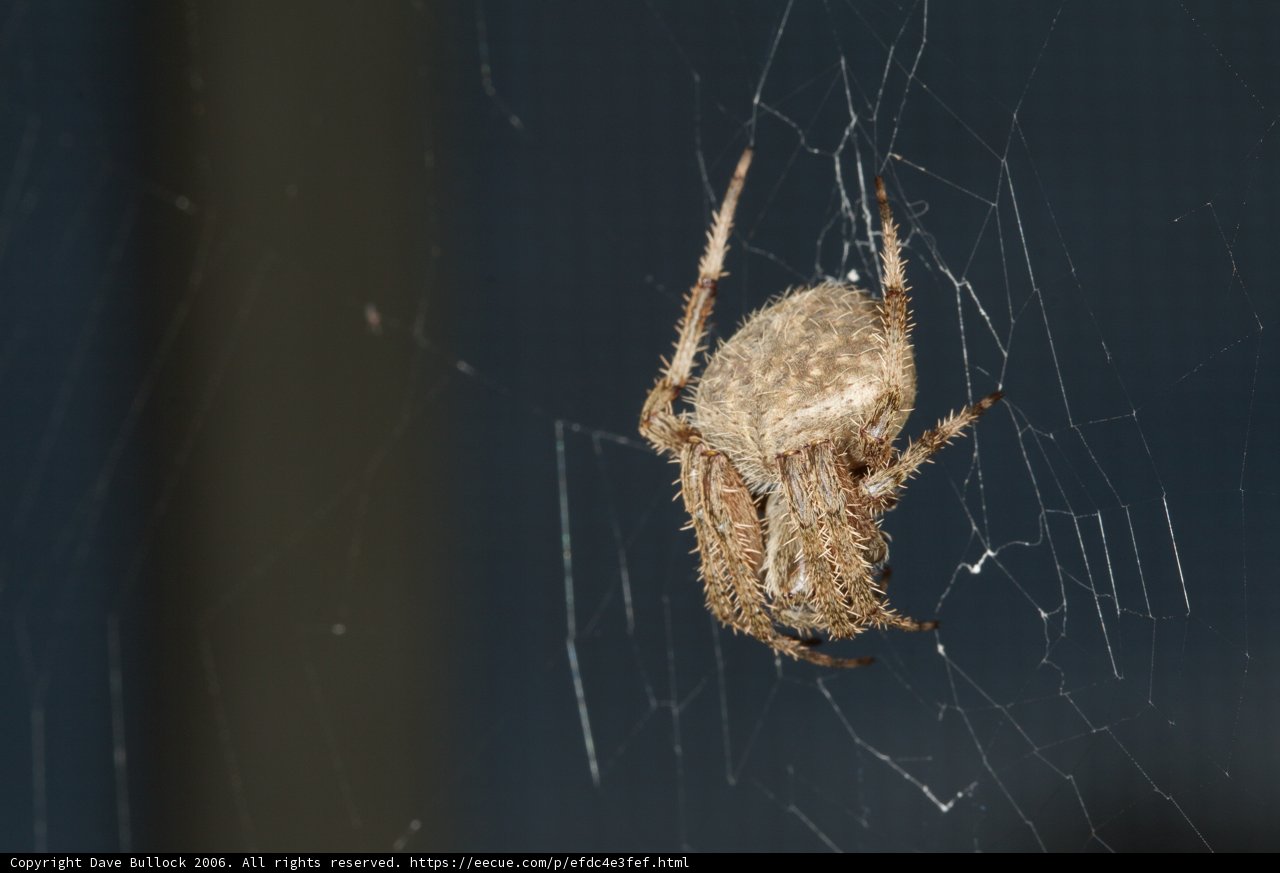 Garden Spider on its Web