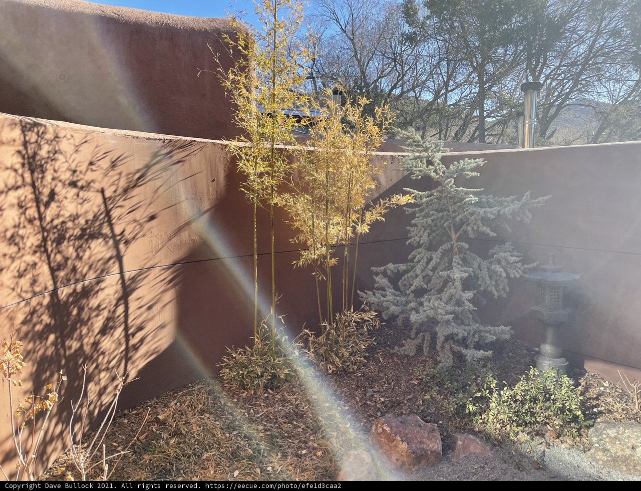 Sunlit Conifer Tree in Santa Fe
