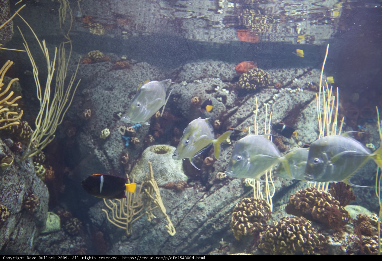 Underwater Symphony of Fish in an Aquarium