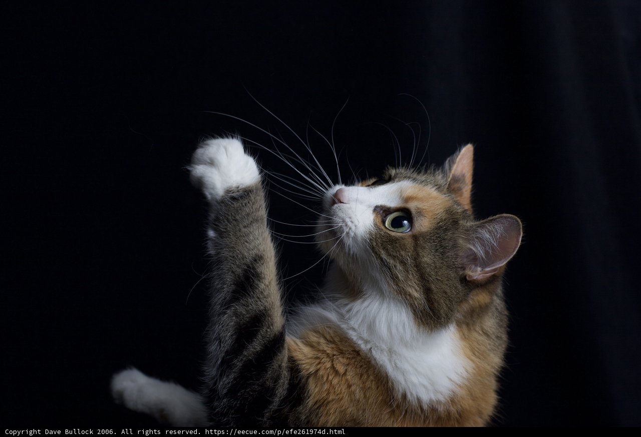 Playful Abyssinian Cat
