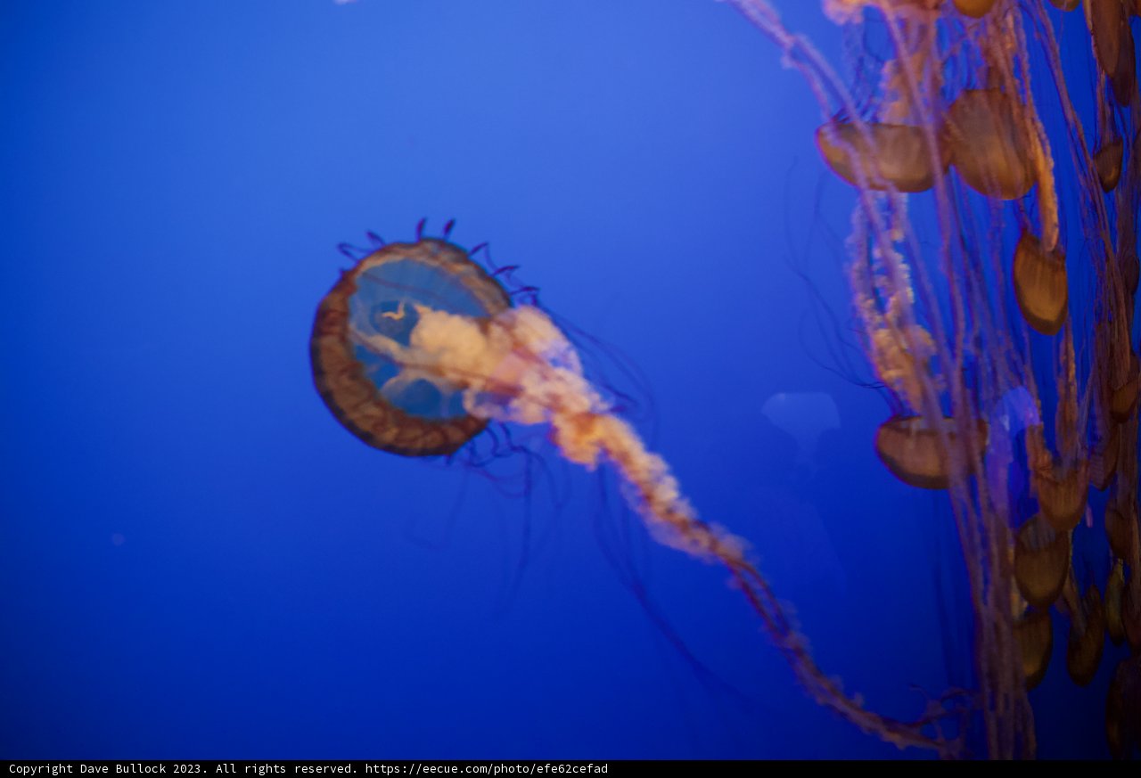 A Dance of Jellyfish at the Monterey Bay Aquarium