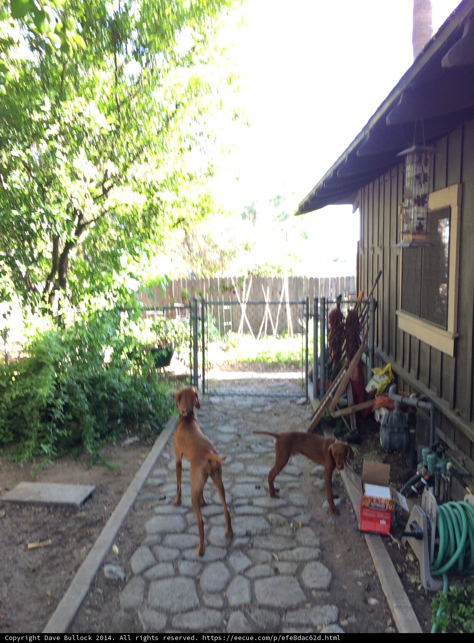 Two Canine Companions Strolling Through the Backyard of a Charming Home