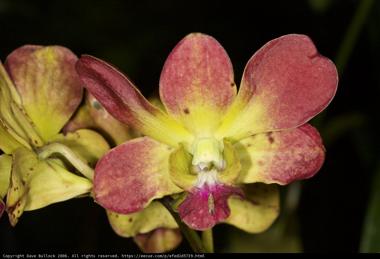 Vibrant Orchid in Full Bloom