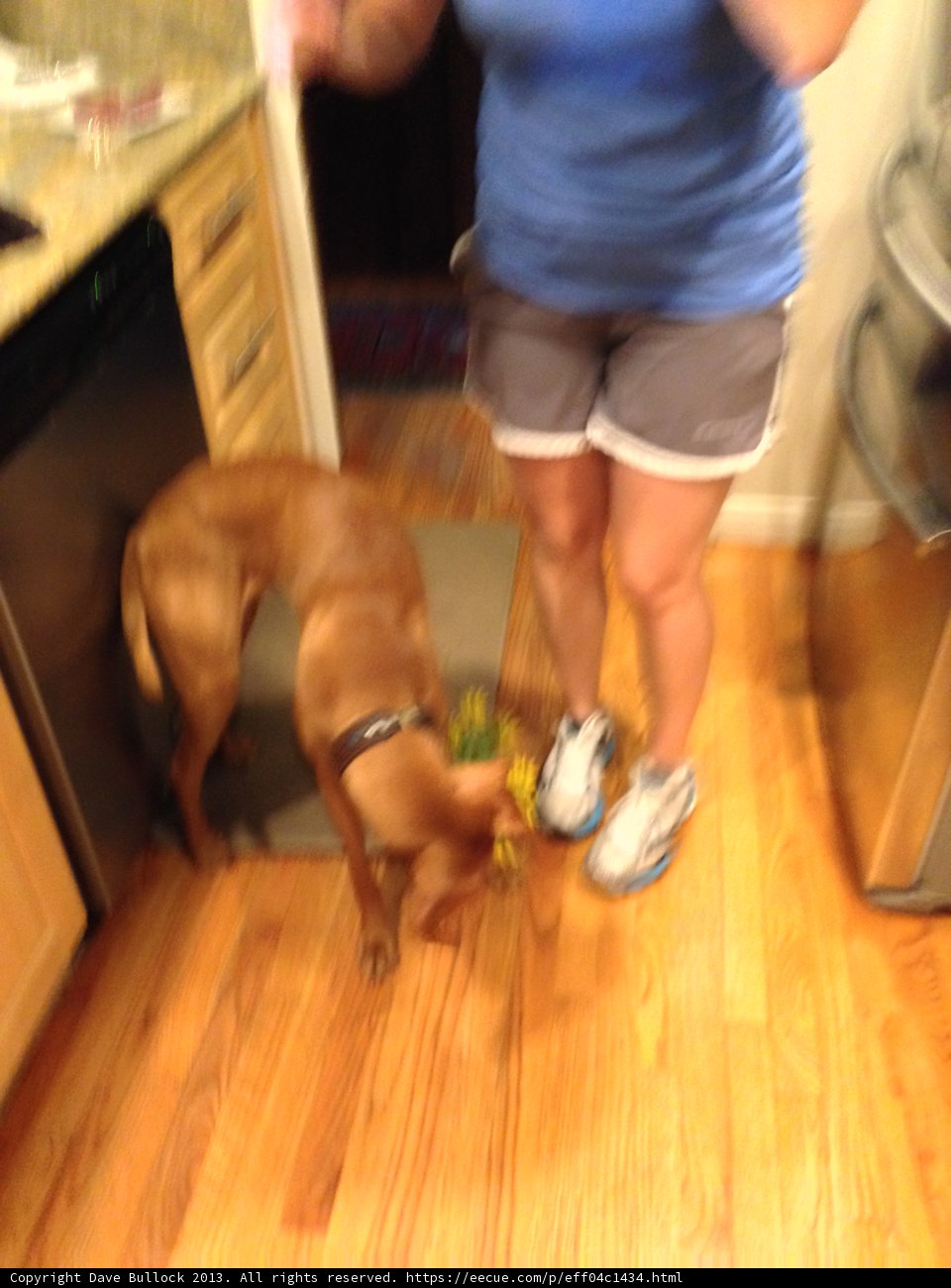 Kitchen Companion