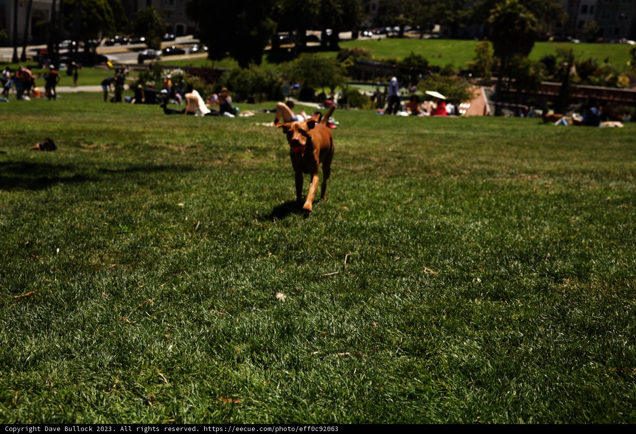 Canine Joy in the Summer Sun