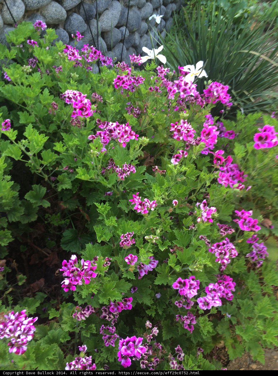 A Garden of Purple Geraniums and White Daisies