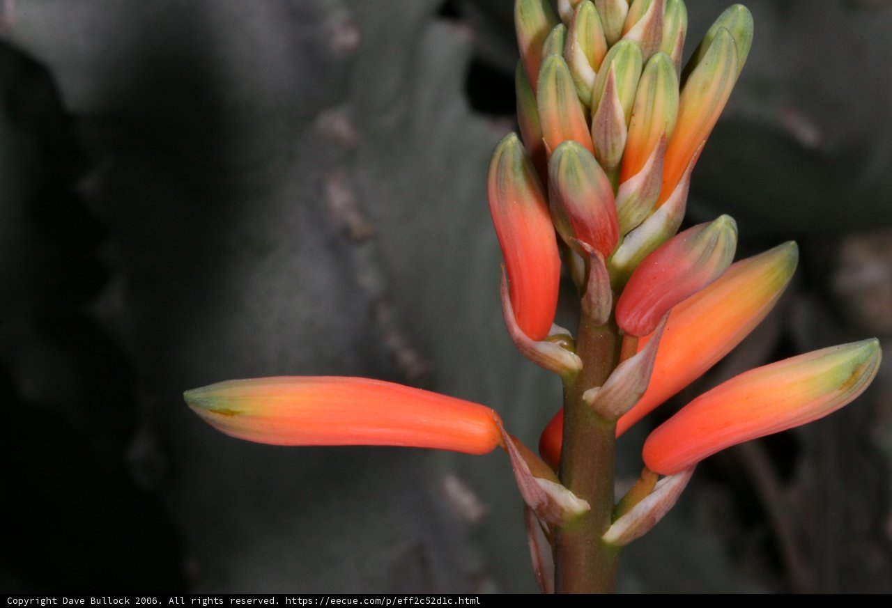 Cactus Bloom