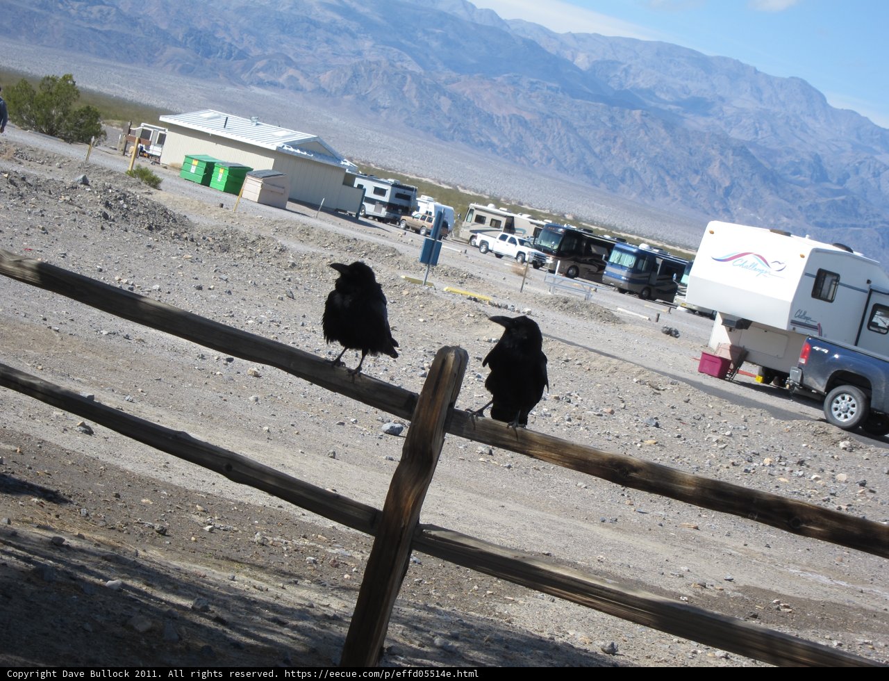 Birds on the Fence