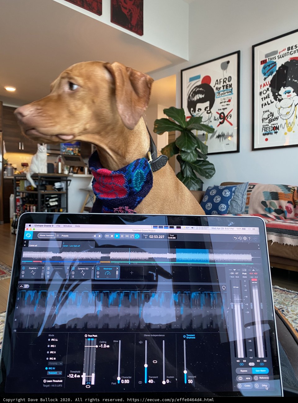 Man's Best Work Buddy