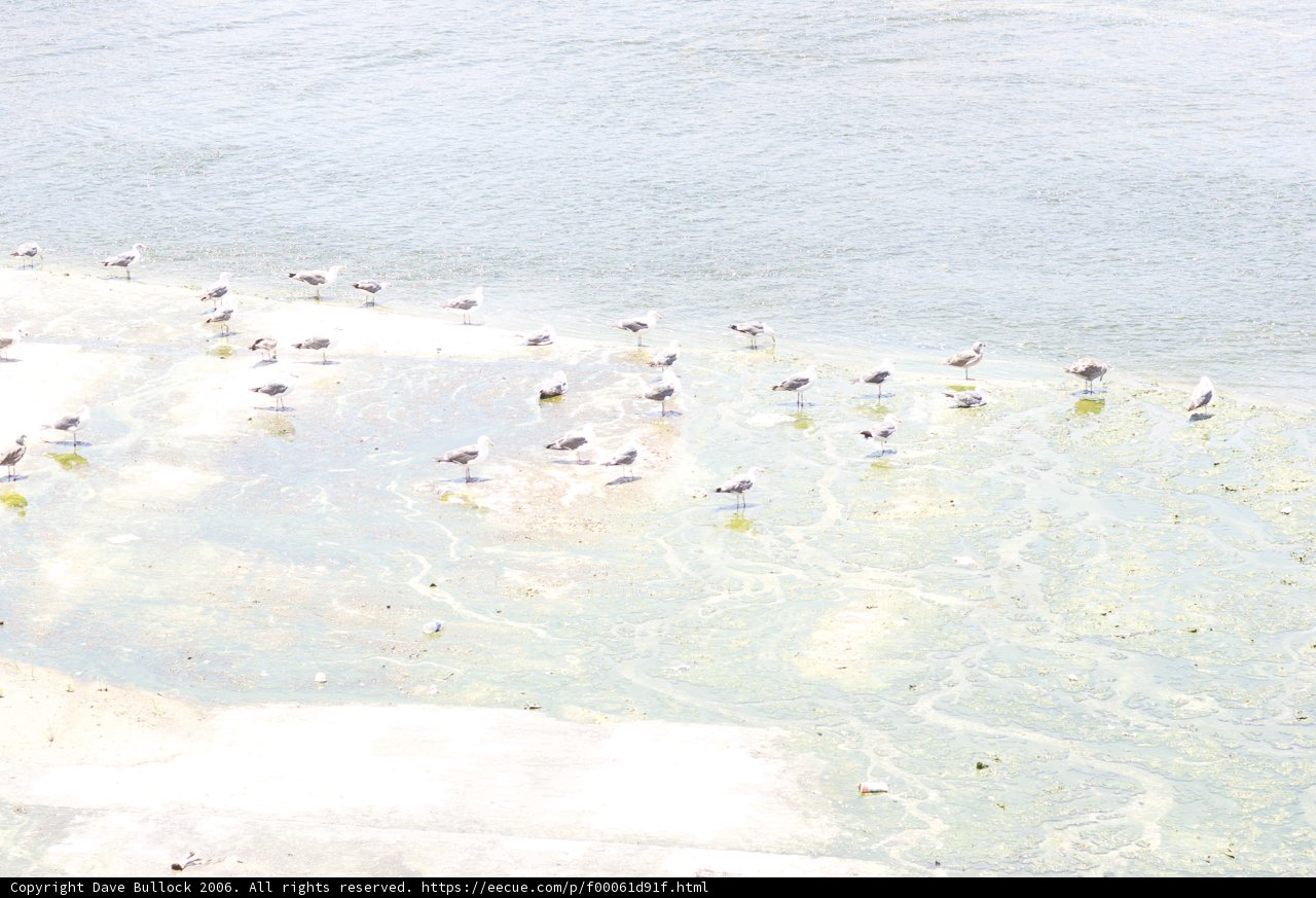 Flock of Birds on a Shoreline