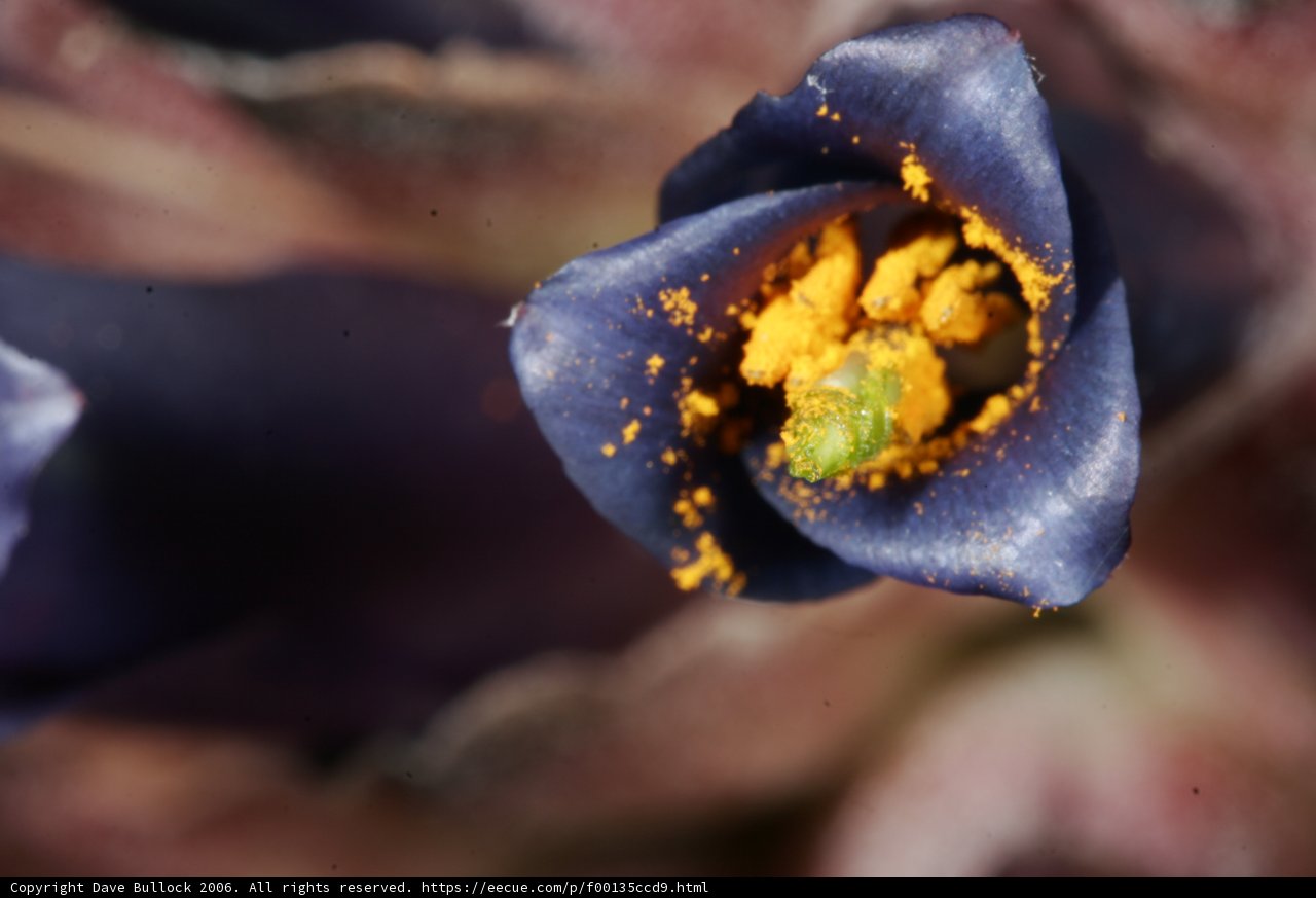 Purple Flower with Yellow Pollen