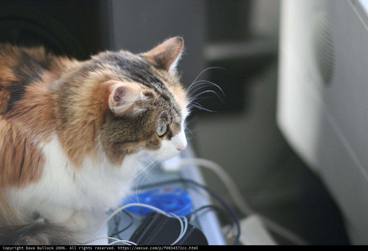 Feline Tech Support