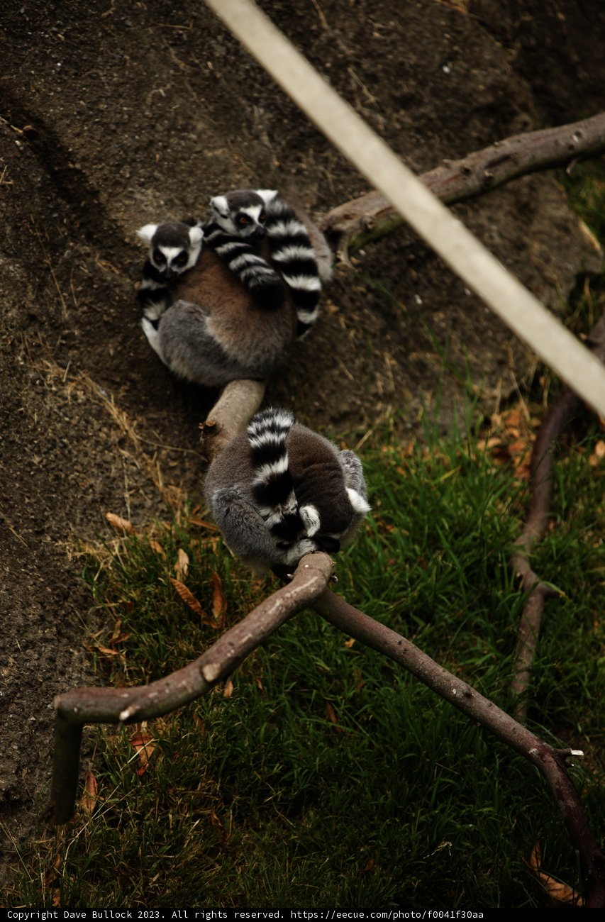 Playful Duo at Oakland Zoo