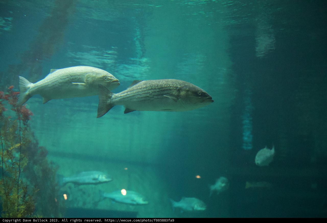 Aquatic Dance in Monterey Bay