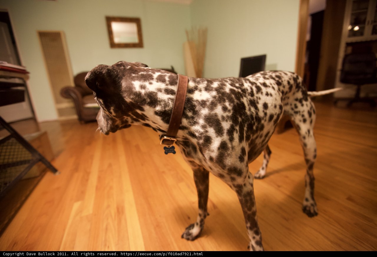 Canine Elegance on Hardwood Flooring