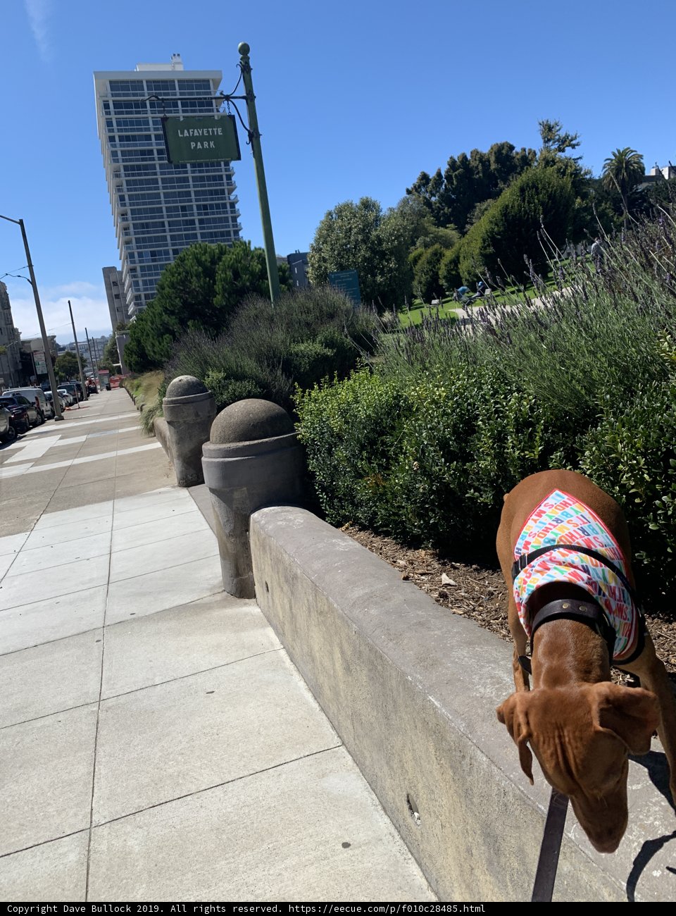 Colorfully-vested Canine on the Sidewalk