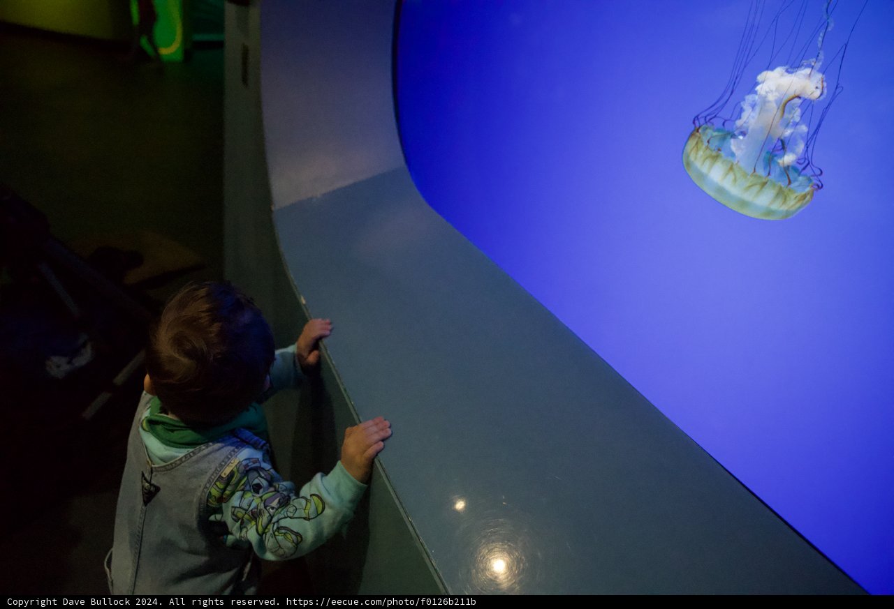 Captivated by the Deep" - California Academy of Sciences, 2024