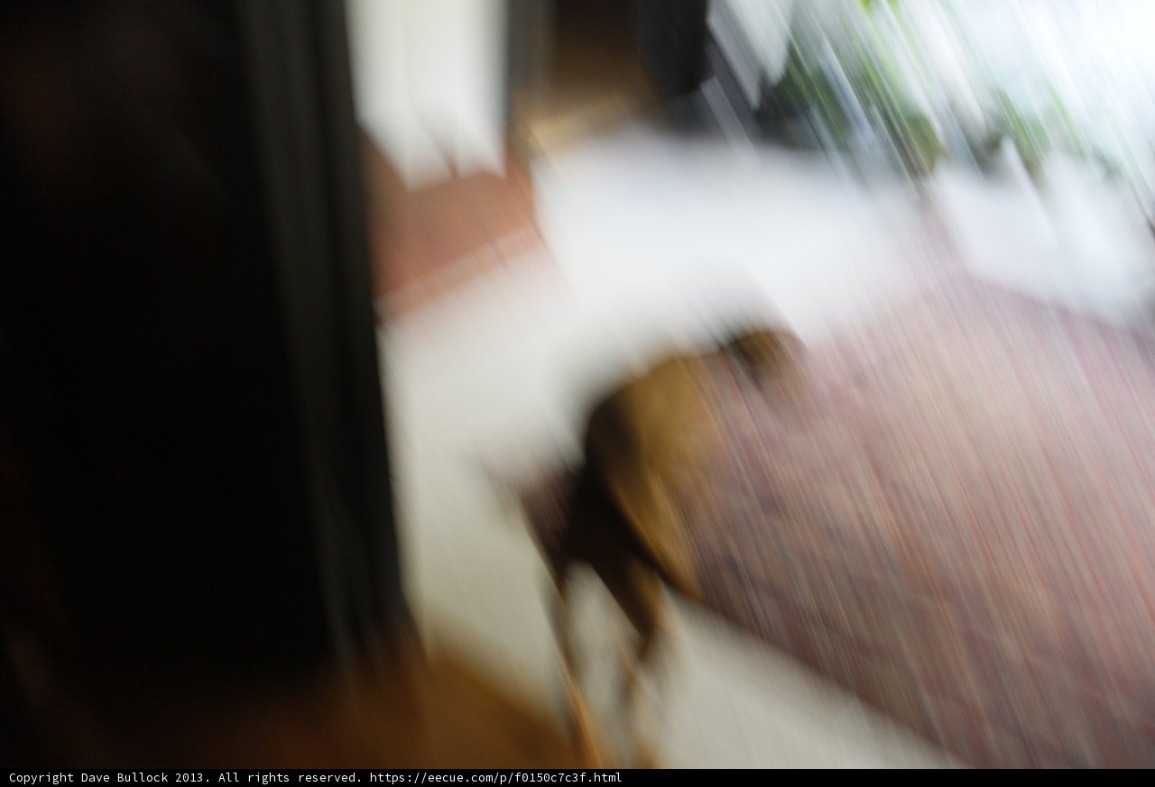 Furry Friend Frenzy