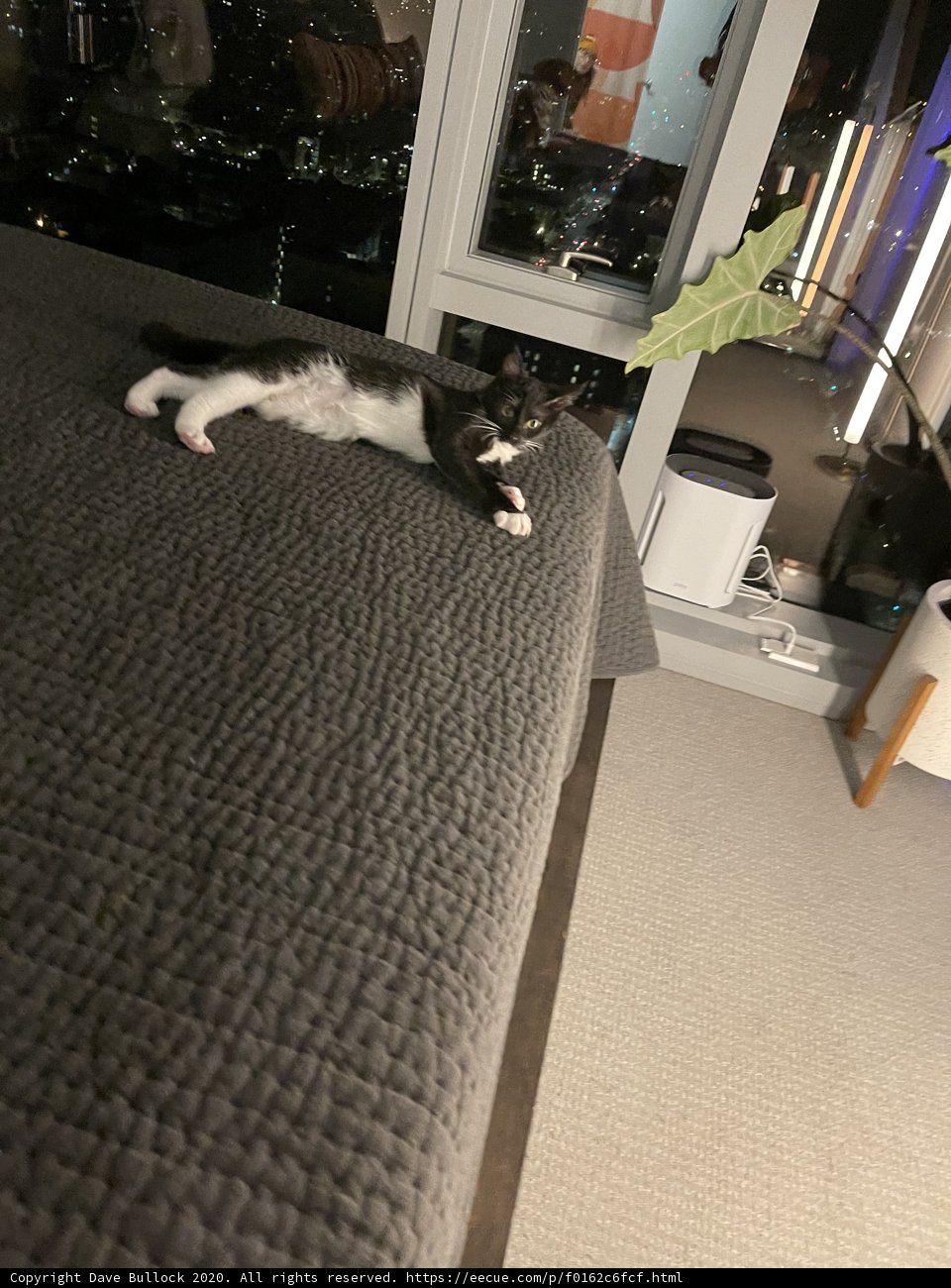 Cozy Catnap
