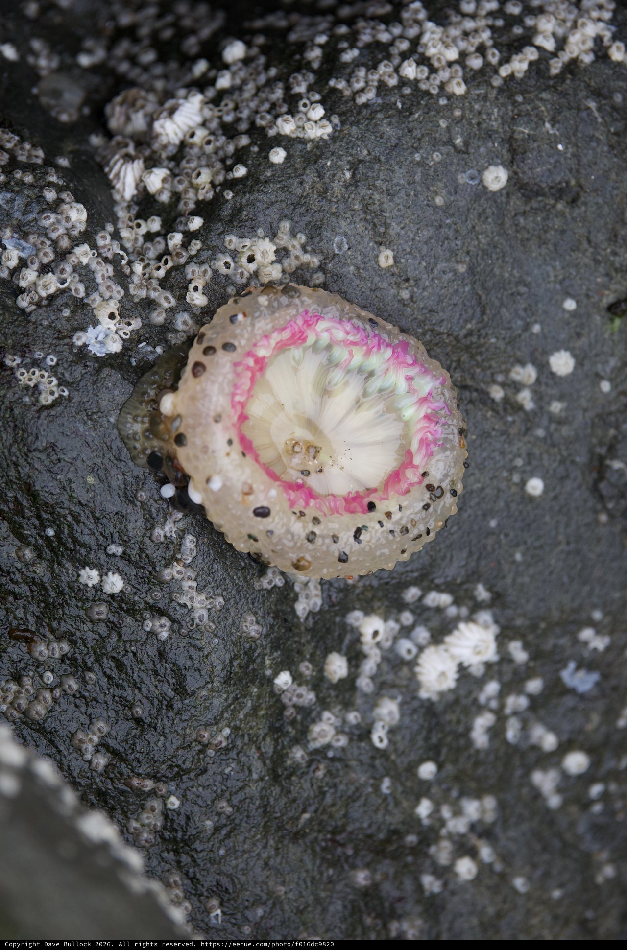 Vibrant Pink Limpet Shell on Barnacle-Covered Rock
