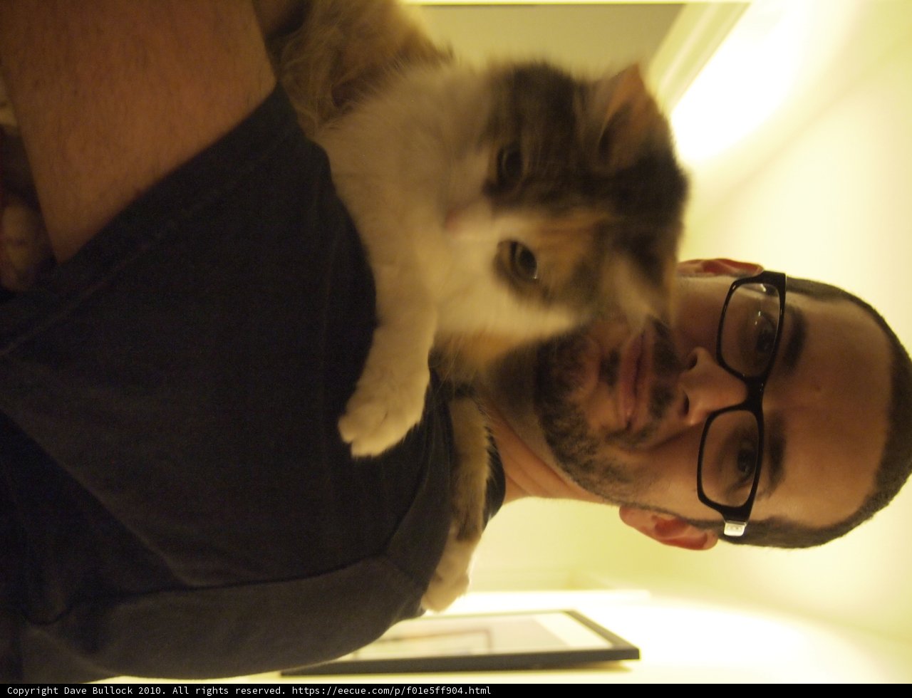 Feline Companion
