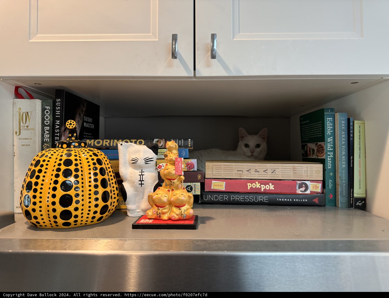 Pumpkin Purr-fection: A Cat's Sanctuary on Shelf