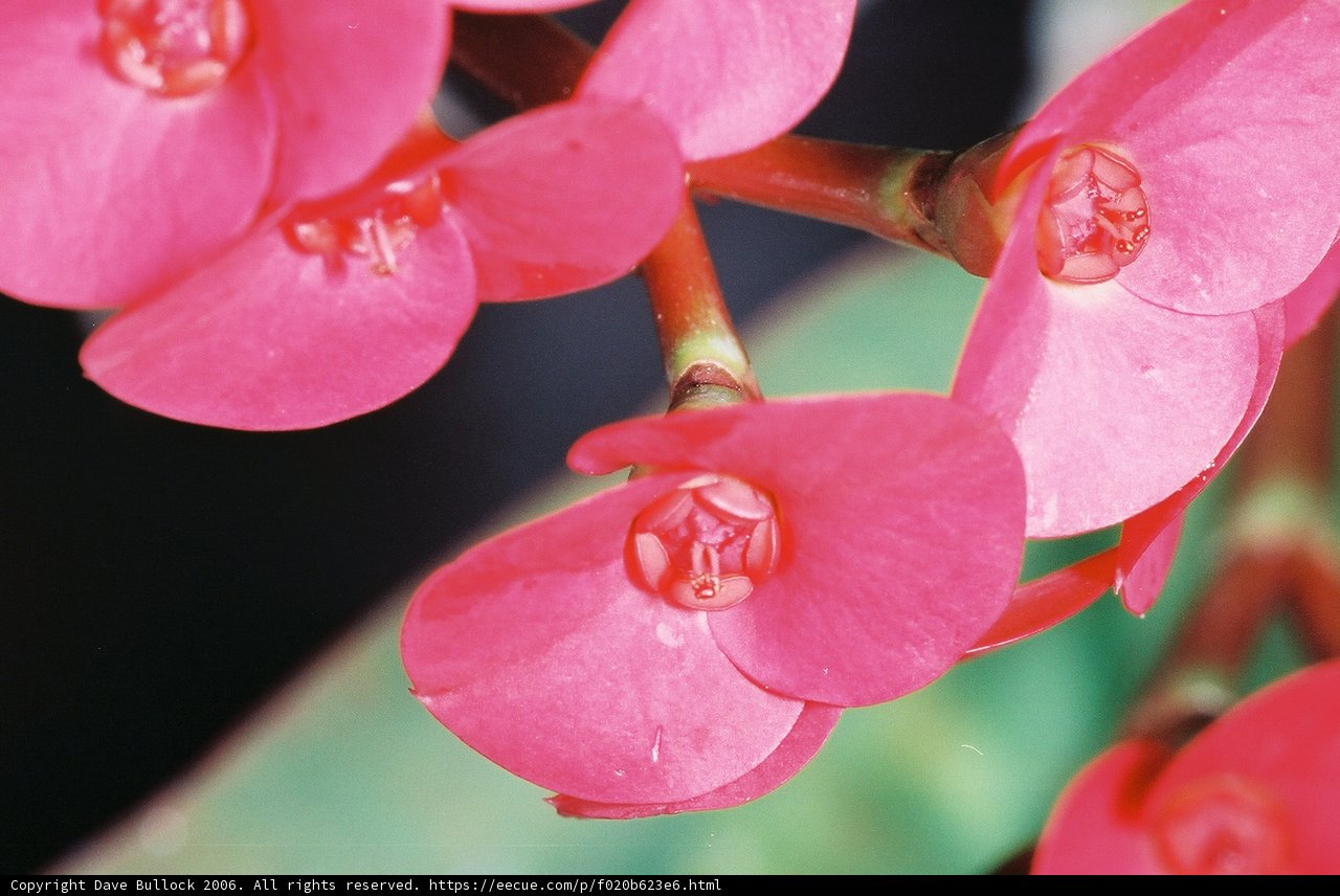A Burst of Color