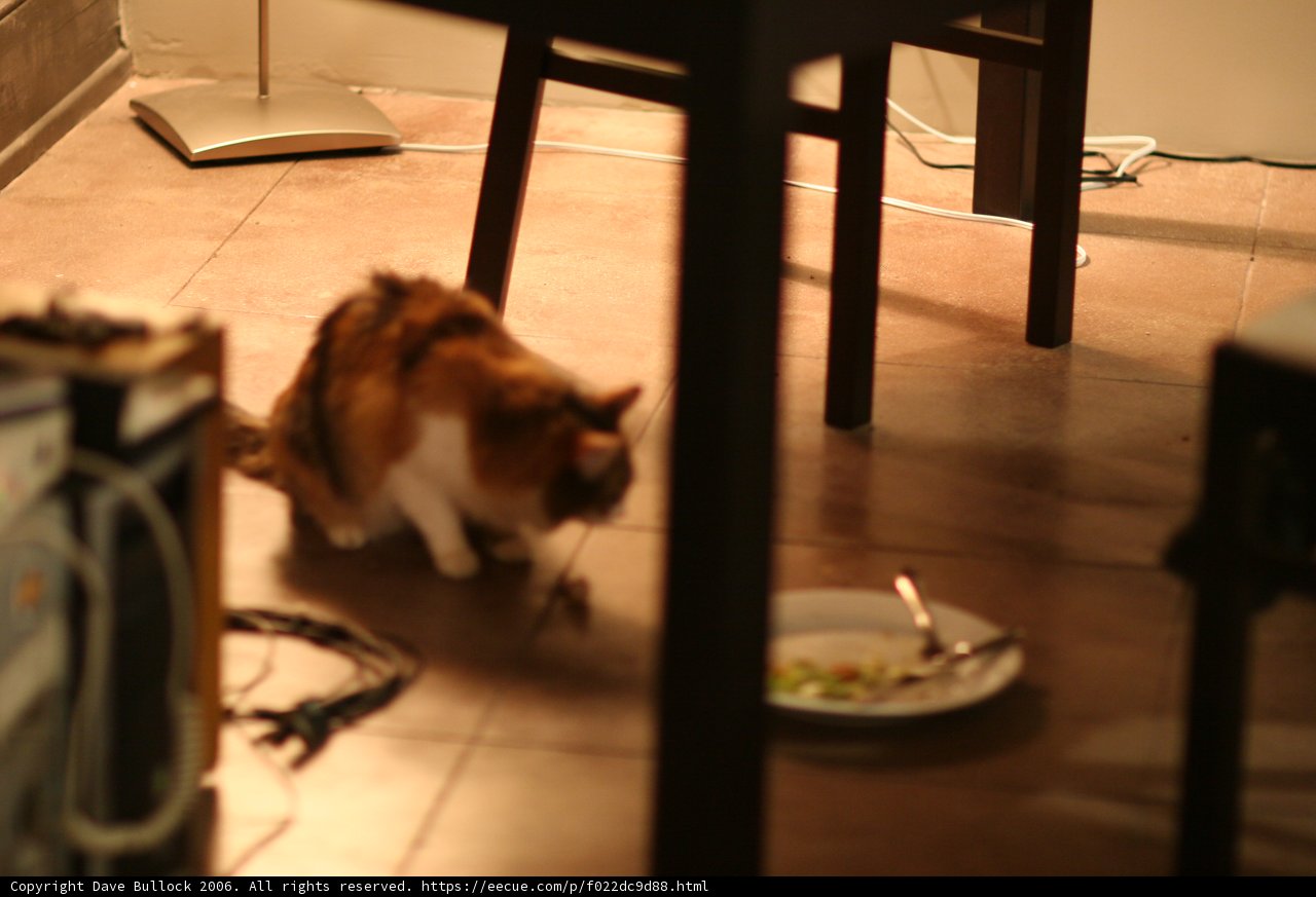 Feline Feasting on Hardwood Floor