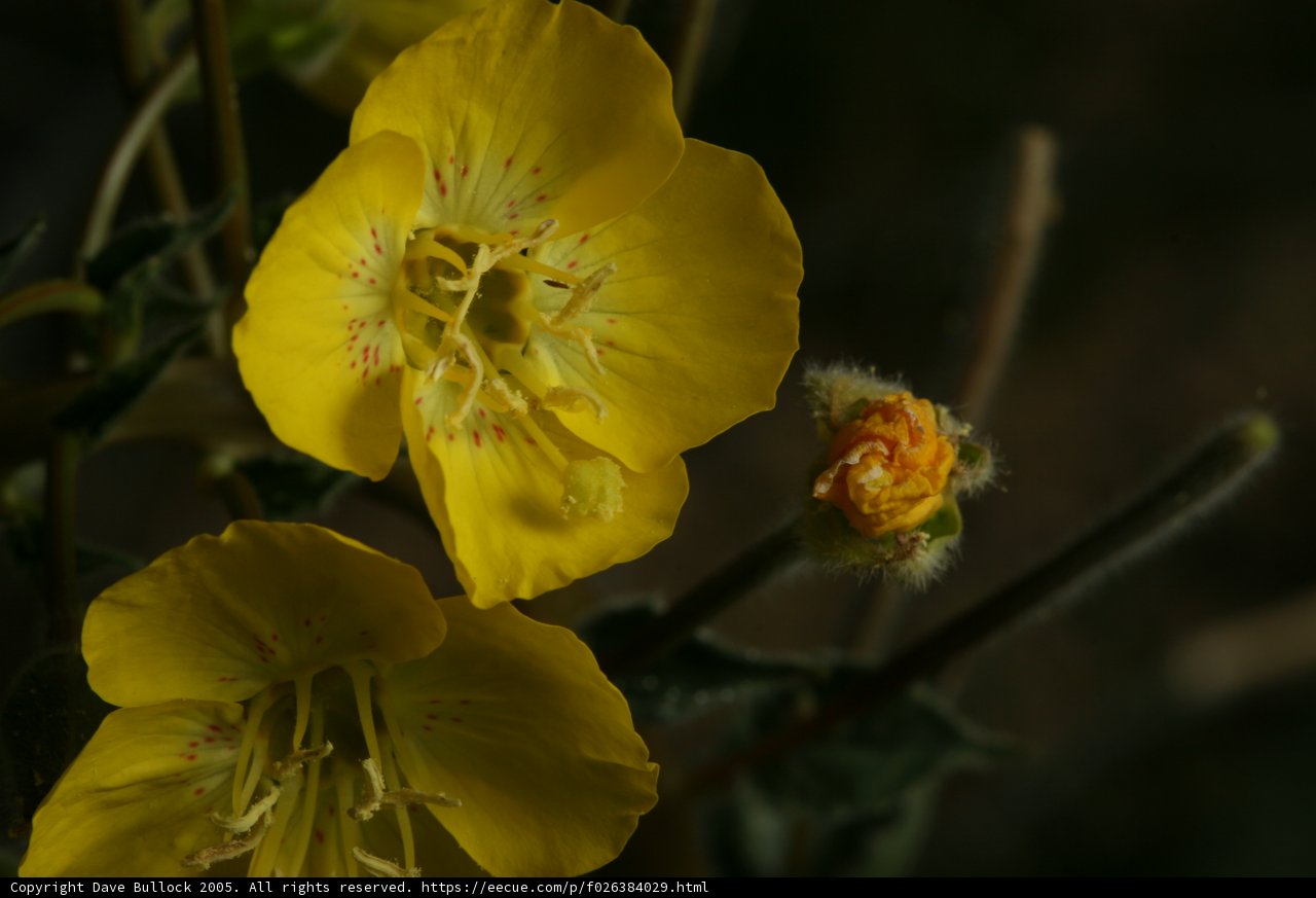 Sunny Blooms in the Night