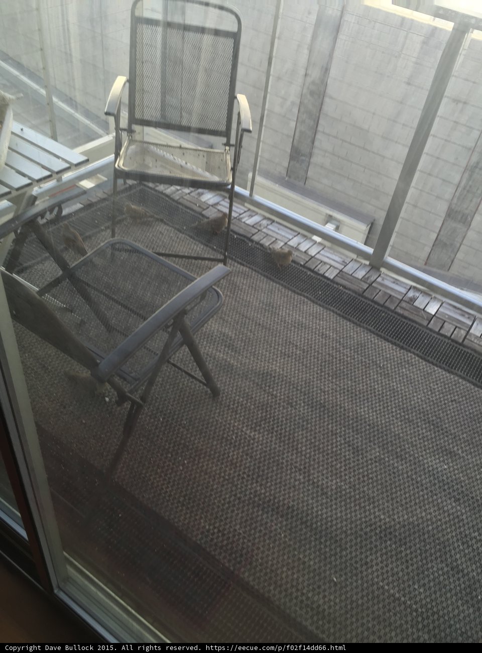 Relaxing on the Balcony