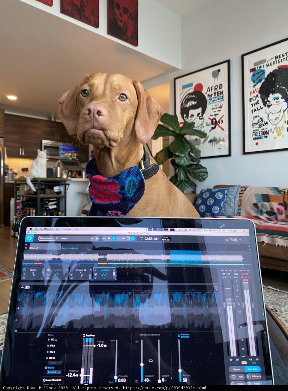 Canine Computer Companion