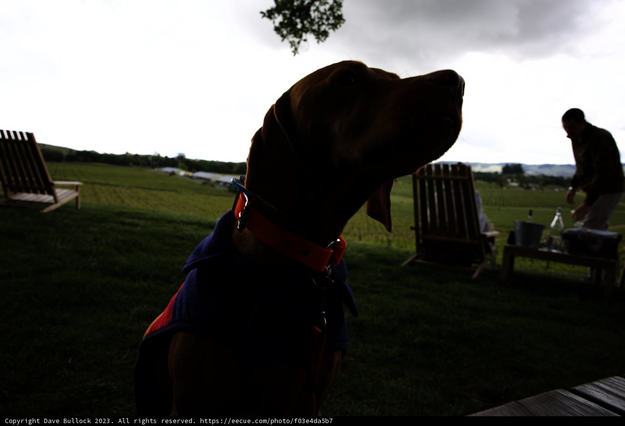 Stylish Pup's Napa Adventure