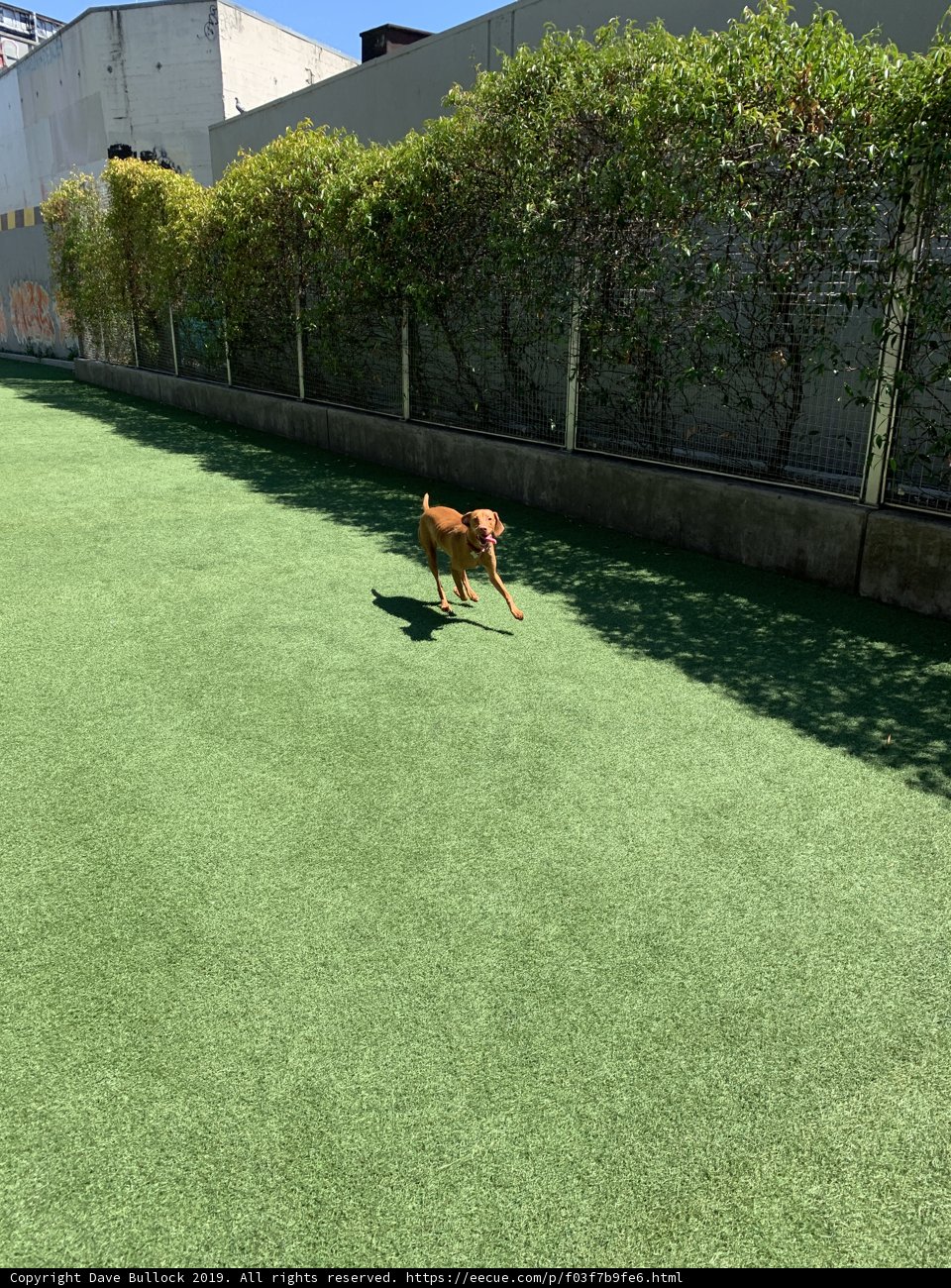 Athletic Airedale in the Dog Park