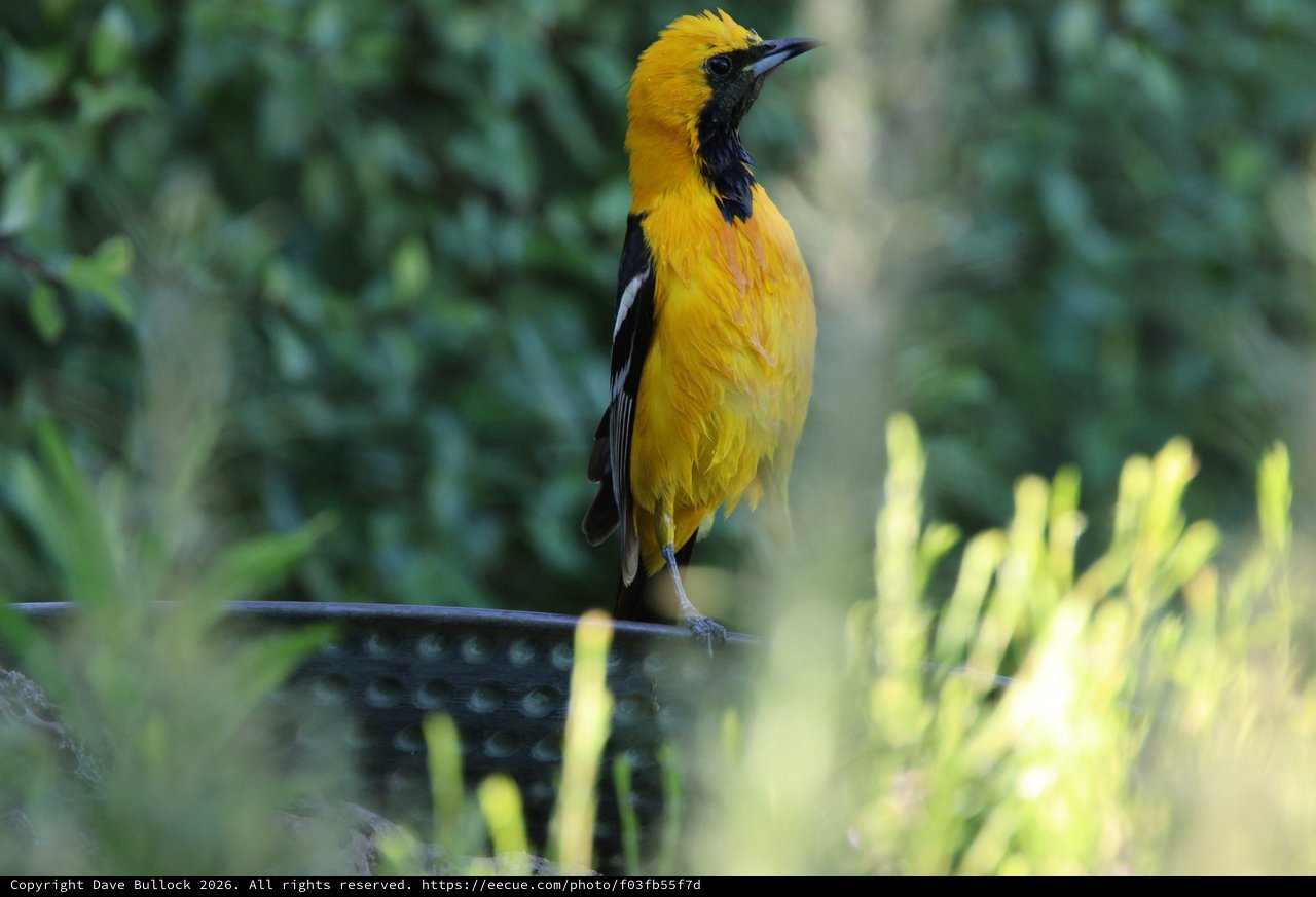 Hooded Oriole Perched at Garden Bird Bath