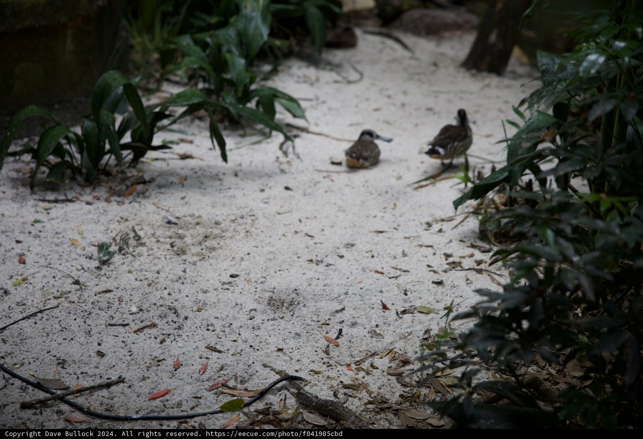 Chirpy Walk at Disneyworld Animal Kingdom 2024