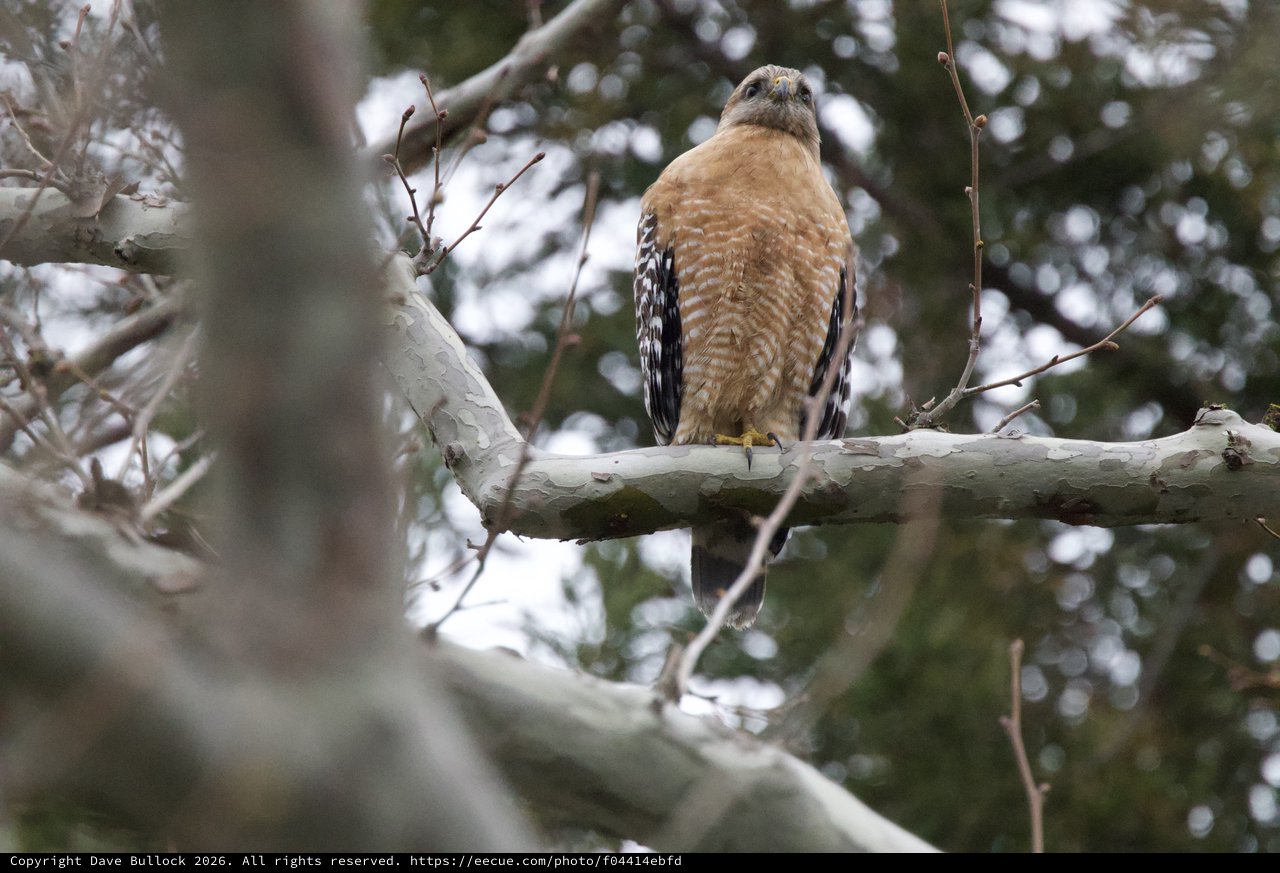 Red-Shouldered Hawk Perched on Winter Branch