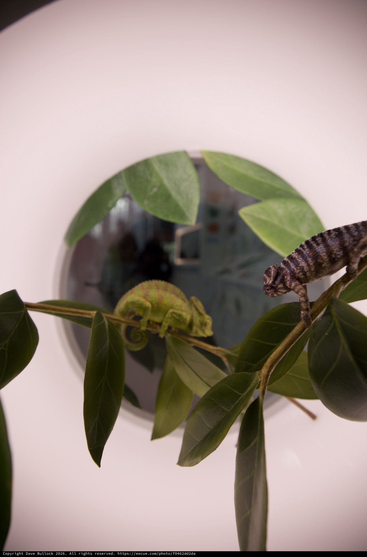 Chameleons on Branch with Unfurling Fern
