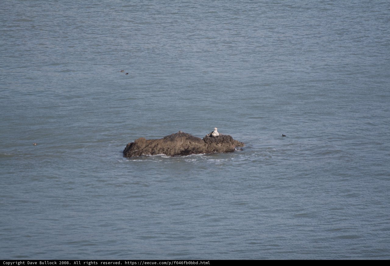 Lone Bird on Rocky Coast