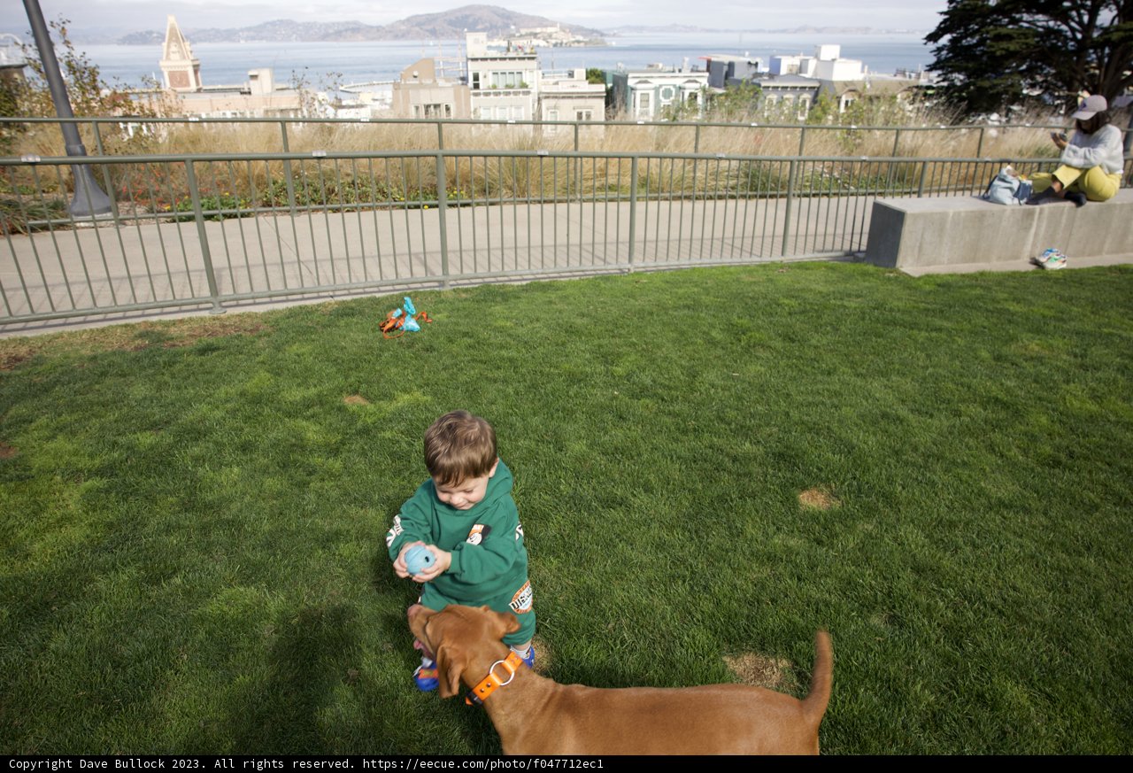 Cherished Moments: Boy's Playtime with Golden Retriever in Francisco Park