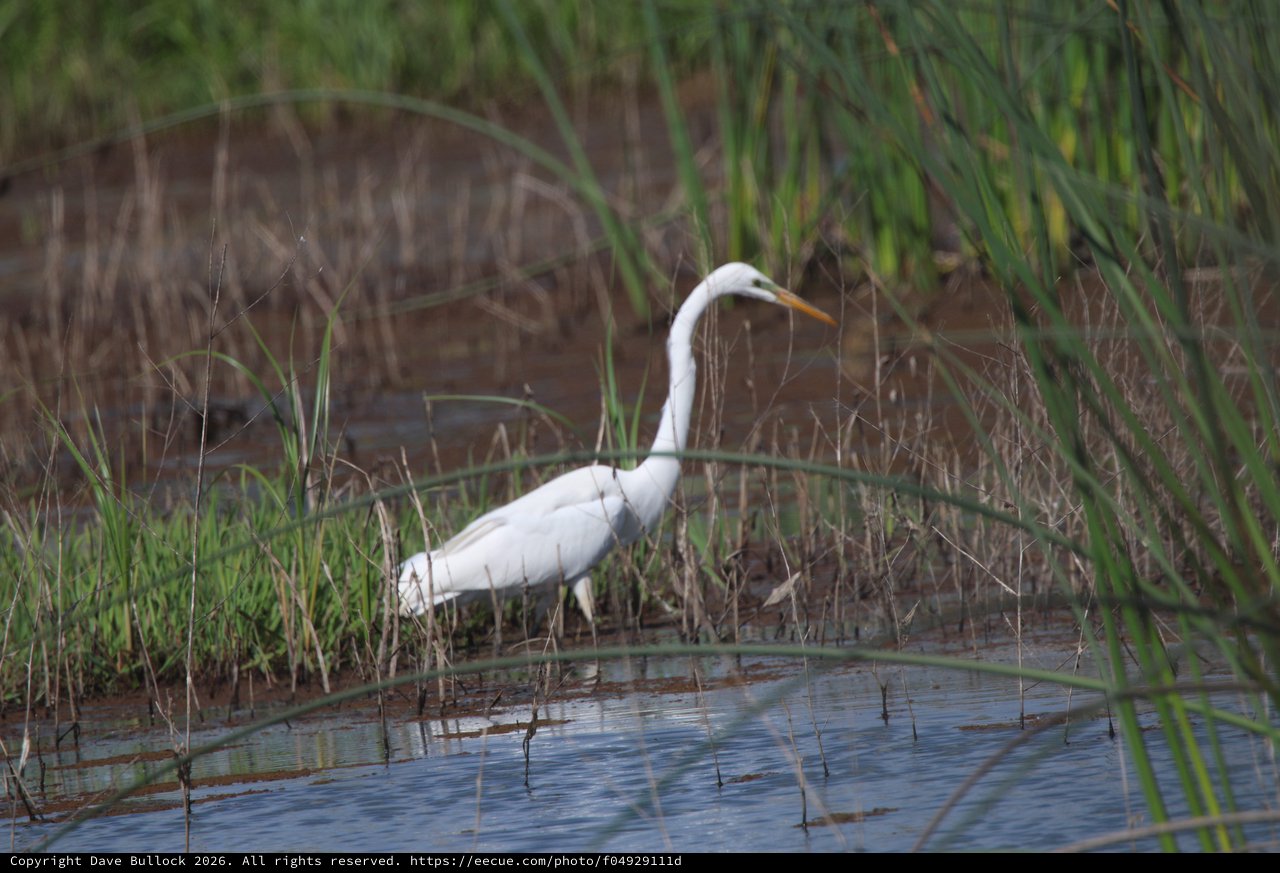 Great Egret Hunting in Shallow Wetland Marsh