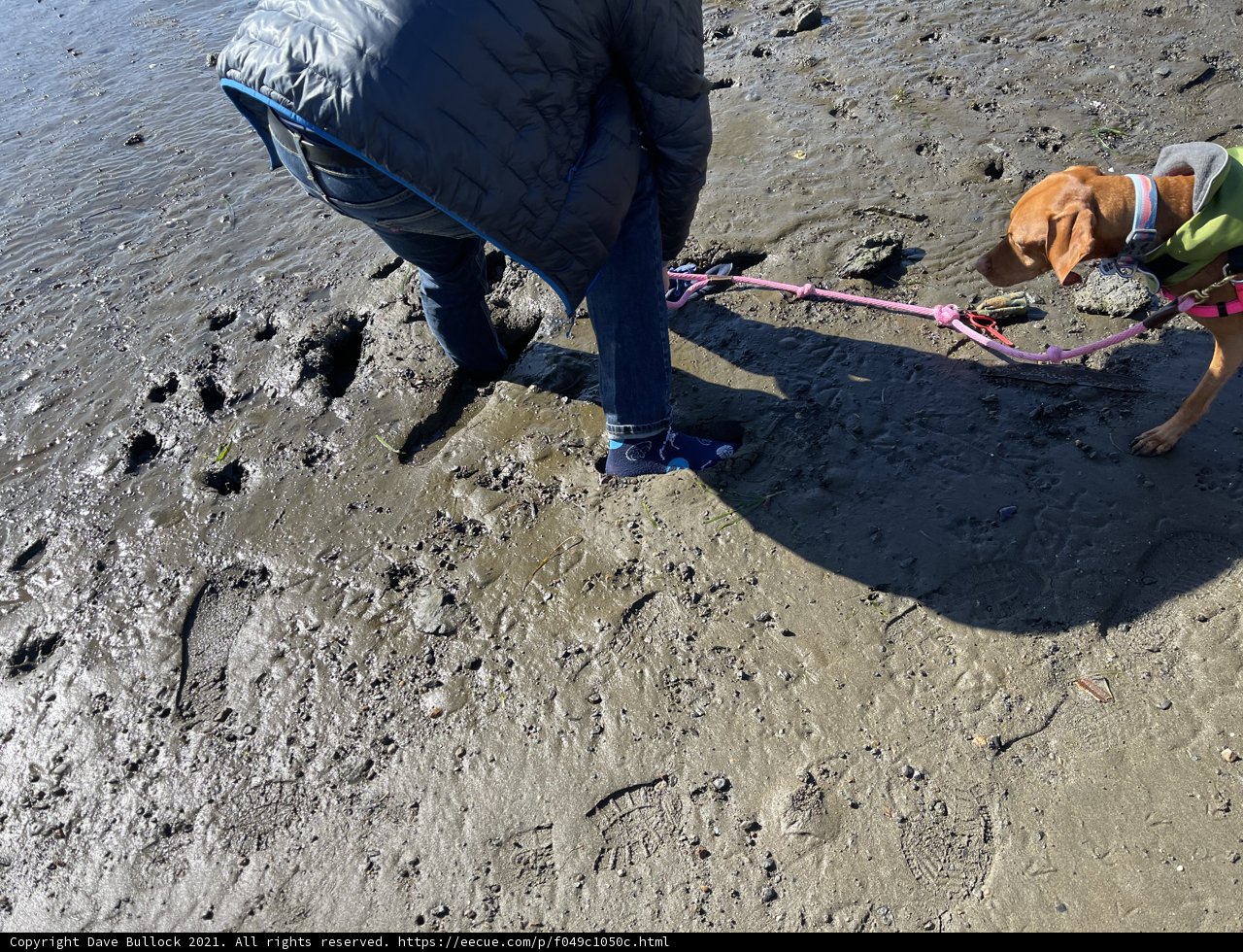 Beach Day with my Furry Friend