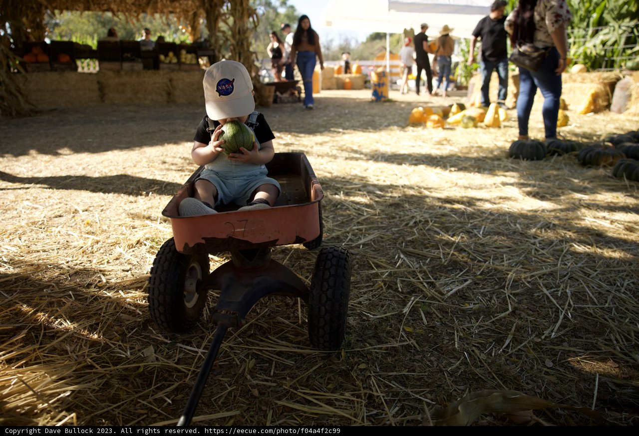 Harvest Day Adventure